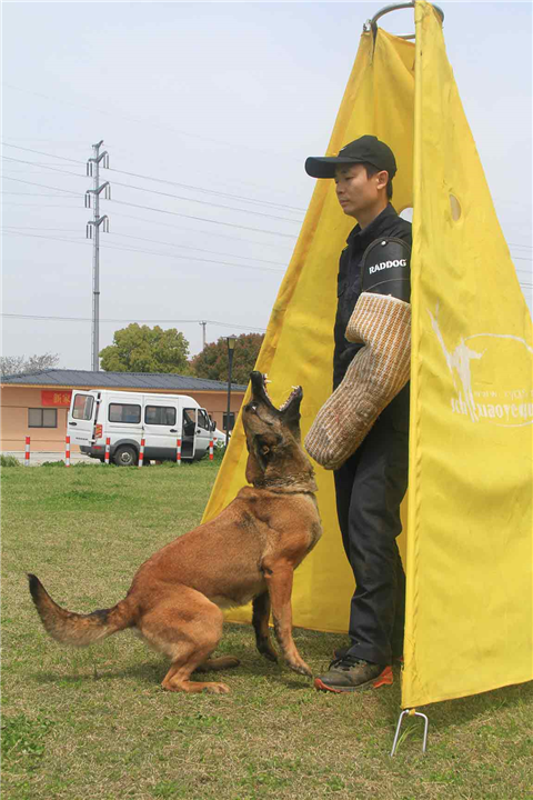 昆山训犬