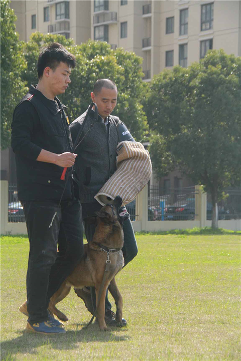 苏州训犬
