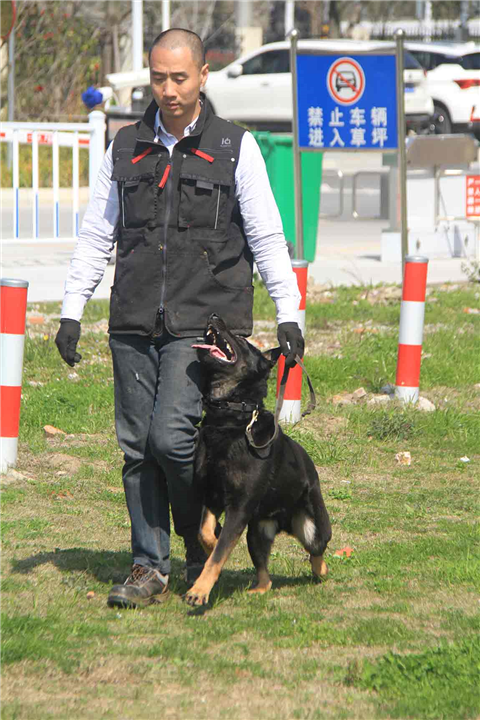 上海训犬