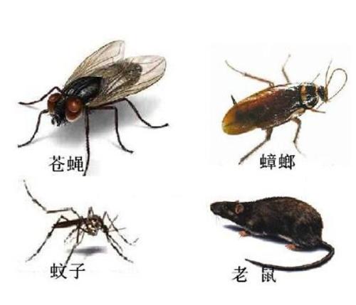 乌鲁木齐除四害 