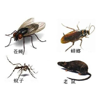 乌鲁木齐除四害 