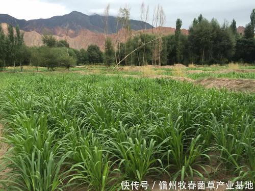 福建巨菌草