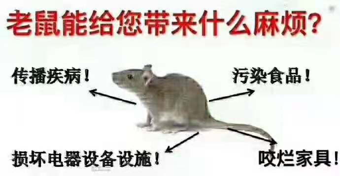 韶关灭鼠 