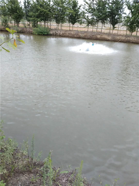 鲤鱼 