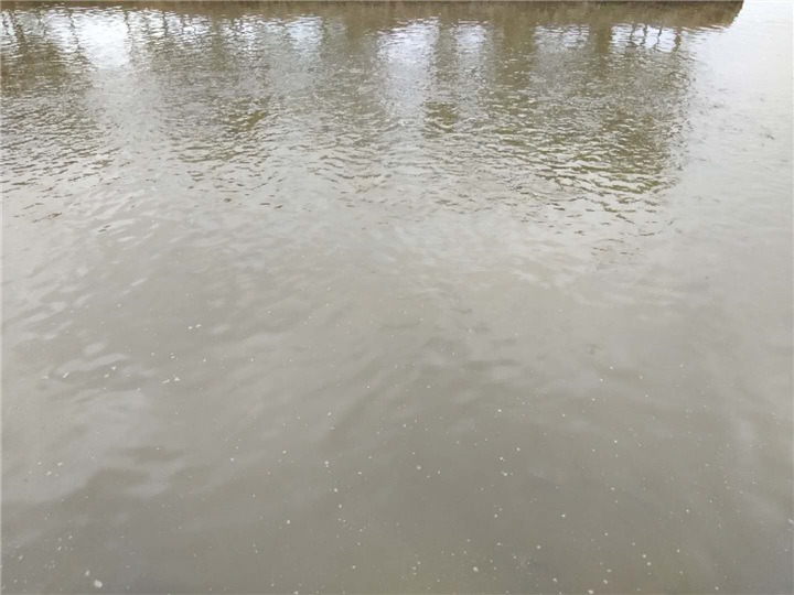 草鱼 