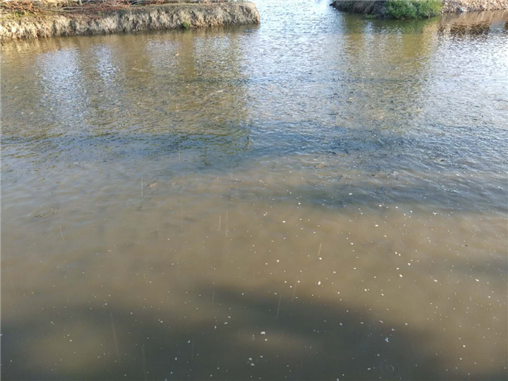 鲢鱼 