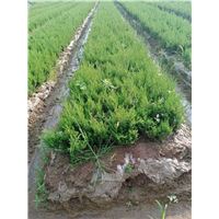 安徽马鞍山蜀桧种植方法 