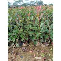 安徽芜湖红叶石楠杯苗种植基地 
