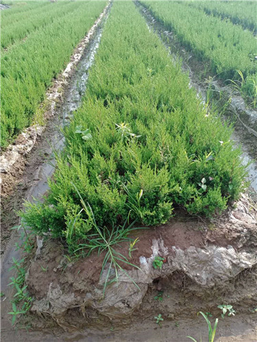 江苏宿迁蜀桧种植技术 