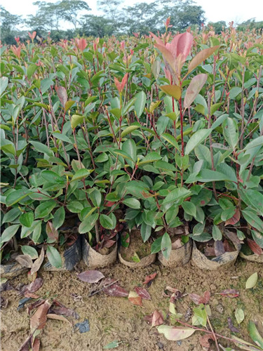 江苏南通红叶石楠杯苗种植