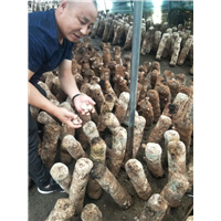 香菇3 