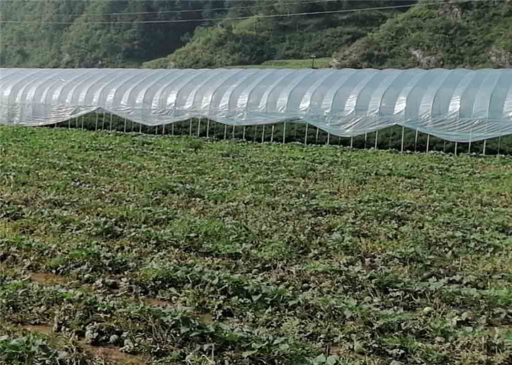 种植合作社 