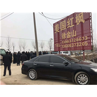 美国红枫 