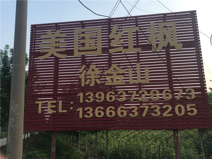 山东济宁美国红枫基地 