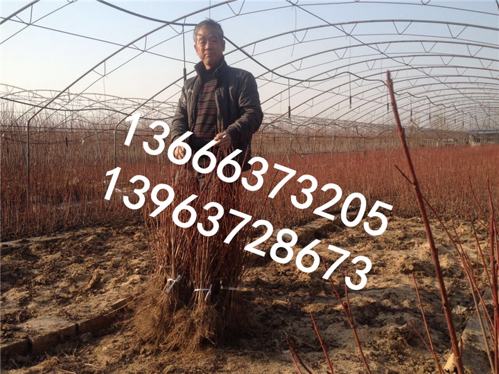 美国红枫工程苗木 