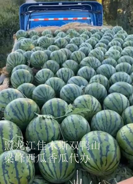 佳木斯西瓜代办代收 