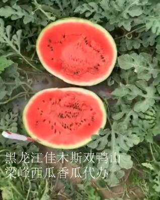佳木斯西瓜代办电话 