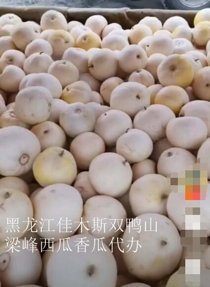佳木斯哪里有代办西瓜的 