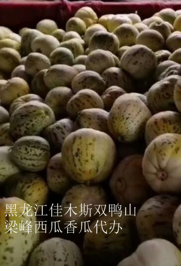 佳木斯哪里有西瓜代办的 