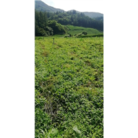 山野菜种植 