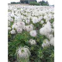 中草药种植3