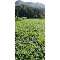 中草药种植1 