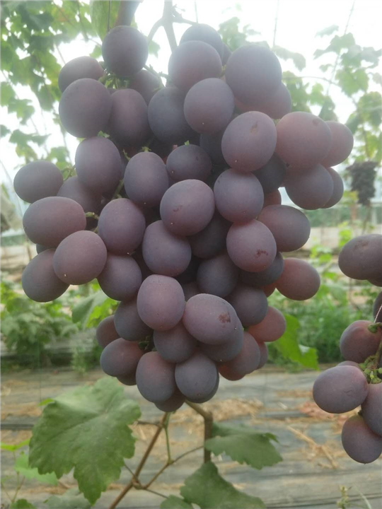 藤引葡萄种植 