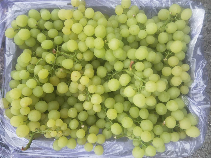 1851绿葡萄 