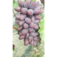 茉莉香葡萄种植2