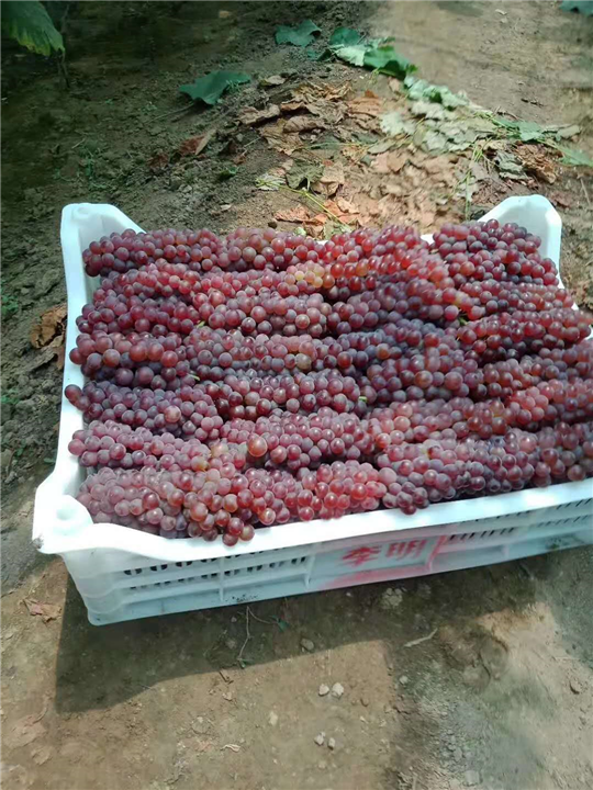 金红娃葡萄种植 