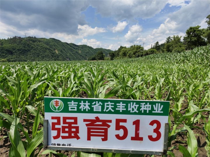 强育513 