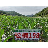 松楠198