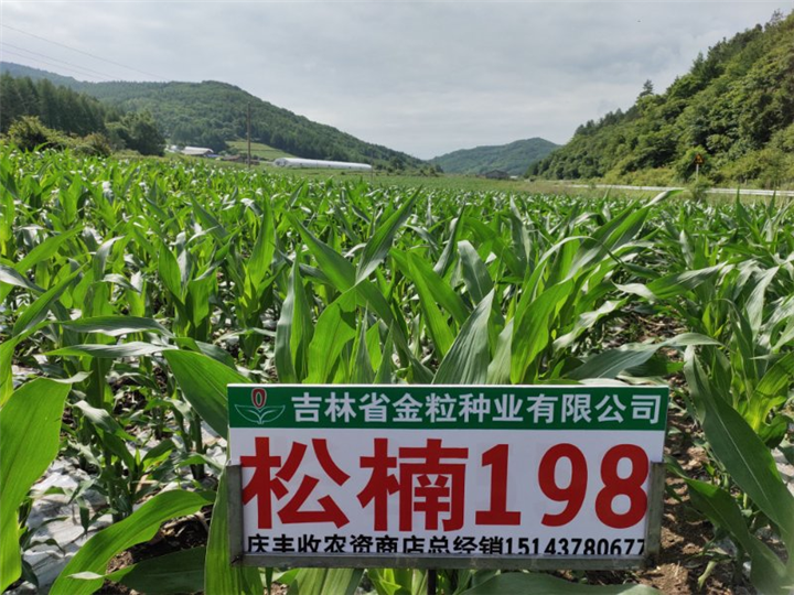 松楠198 