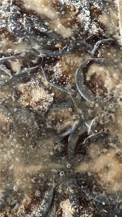 海蜇皮2 