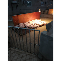 育肥猪养殖