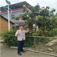 香洲风水大师 
