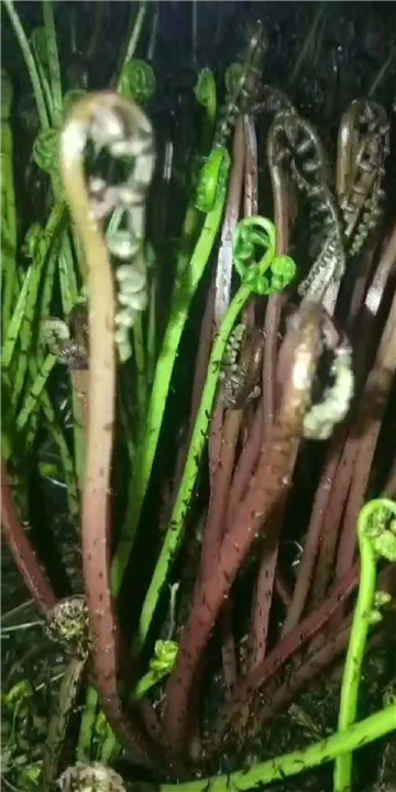 猴腿 