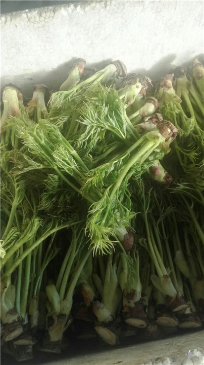 刺嫩芽 