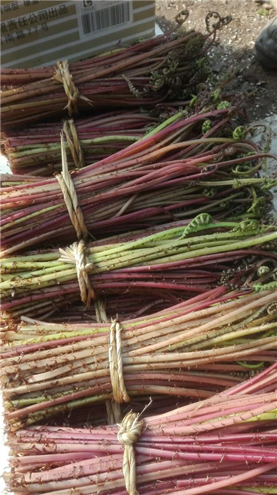 广东菜 