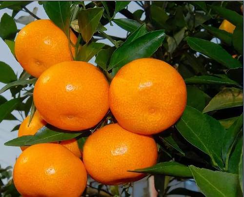 湖北蜜桔早熟品种代办 