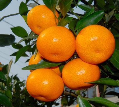 湖北蜜桔中熟品种代办 