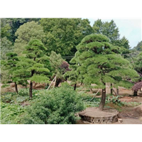 湖南造型黑松价格