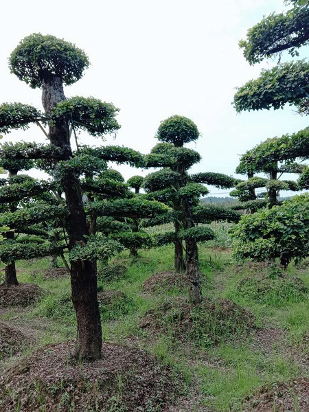 湖南直杆榆树怎么造型
