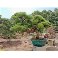 湖南造型黑松