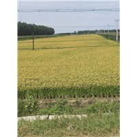 水稻种植 