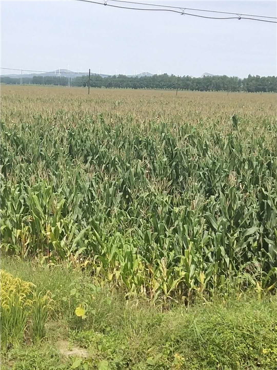 玉米种植1 