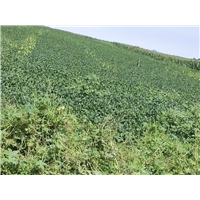 大豆种植 