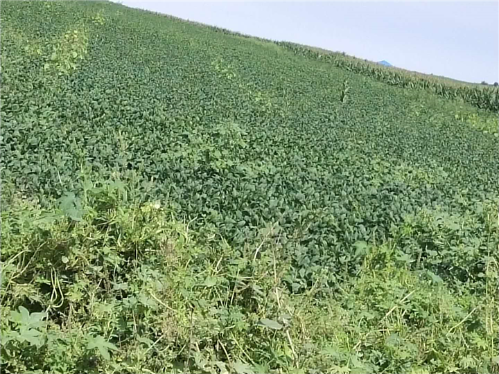 大豆种植 