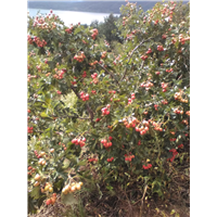 山里红种植1 