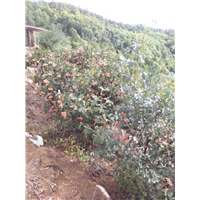 山里红种植3 